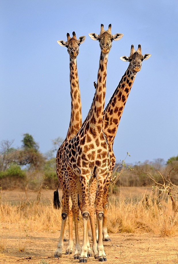 巧妙！摄影师赞比亚公园拍到“三头”长颈鹿