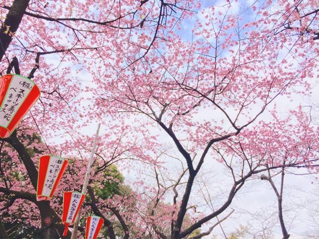 日本樱花季|花都开好了,赏樱温泉深度之旅,你来