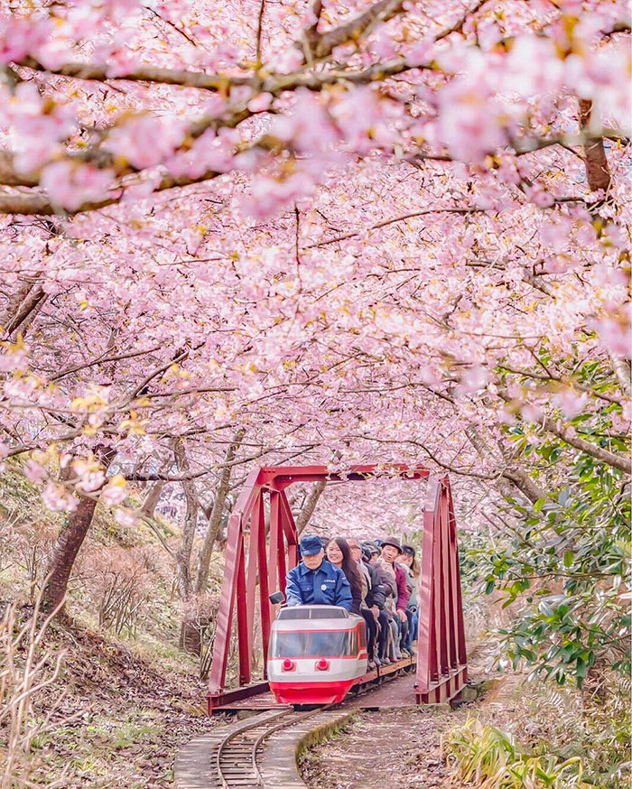 日本樱花盛开 粉色花海吸引大批游客_国际新闻_环球网