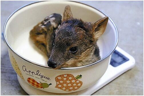 “世界最小鹿”日本动物园诞生