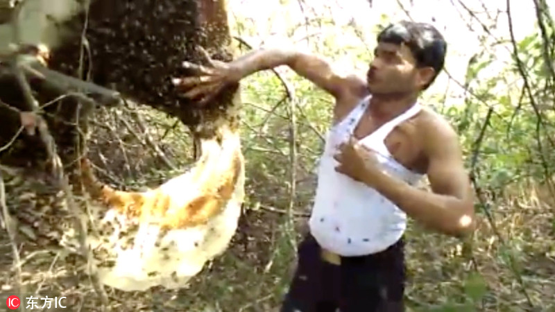 印度男子徒手捉蜜蜂塞背心 肚子变蜂窝实力作死