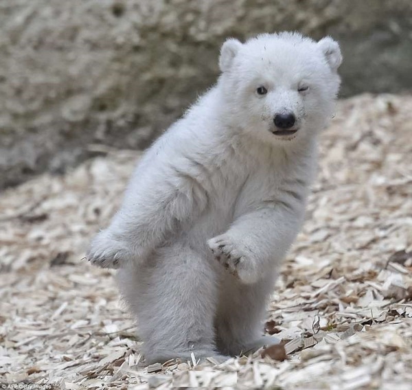 德国北极熊宝宝才刚学会走路就会放电