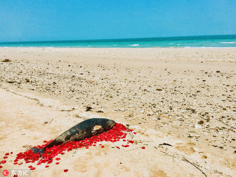 广西涠洲岛海滩一海豚死亡 游客撒花默哀
