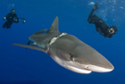 巴哈马潜水者解救被束白鲨