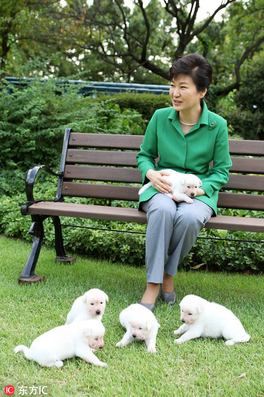 朴槿惠被指涉嫌虐待动物 搬离青瓦台时遗弃9只狗