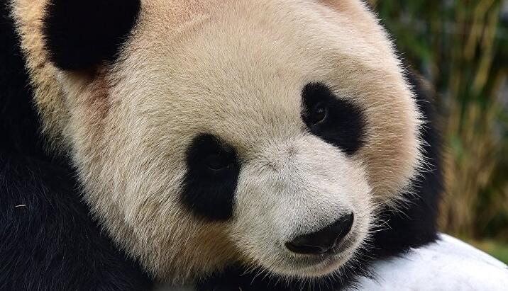 俄媒：中国大熊猫或将再次入住莫斯科动物园