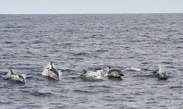 意渔民射击海豚 因其吃掉渔网中鱼破坏生计