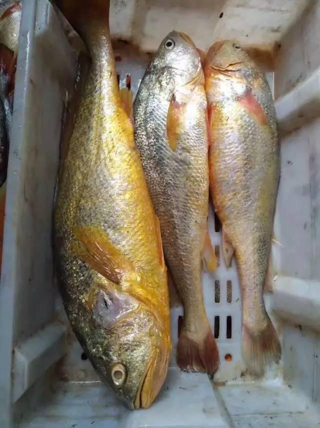 渔民捕获66厘米长5斤重野生大黄鱼