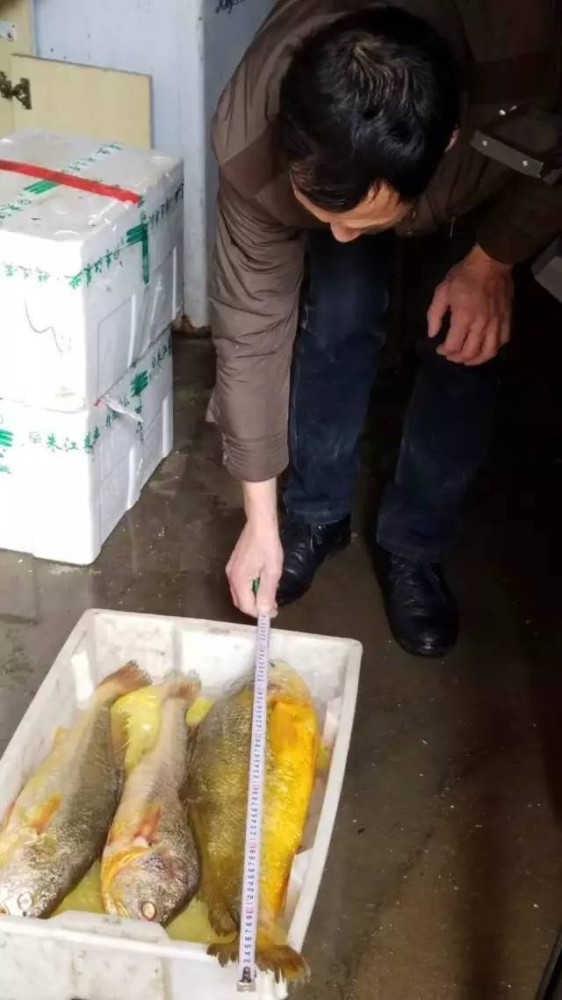 渔民捕获66厘米长5斤重野生大黄鱼