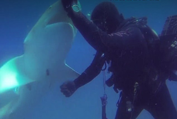 稀奇！鲨鱼被鱼钩所伤竟主动向潜水员求助