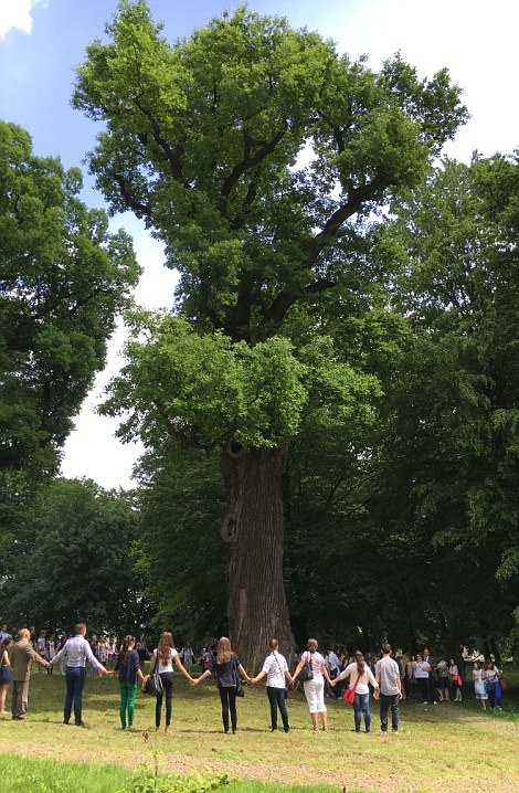 波兰古树当选2017欧洲之树 二战曾庇佑2名犹太儿童