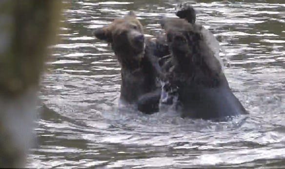 逗趣！加俩“熊孩子”水中打架熊妈妈出面制止