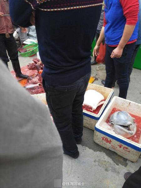 广东珠海市民被曝当街宰杀海豚