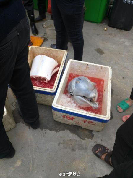 广东珠海市民被曝当街宰杀海豚
