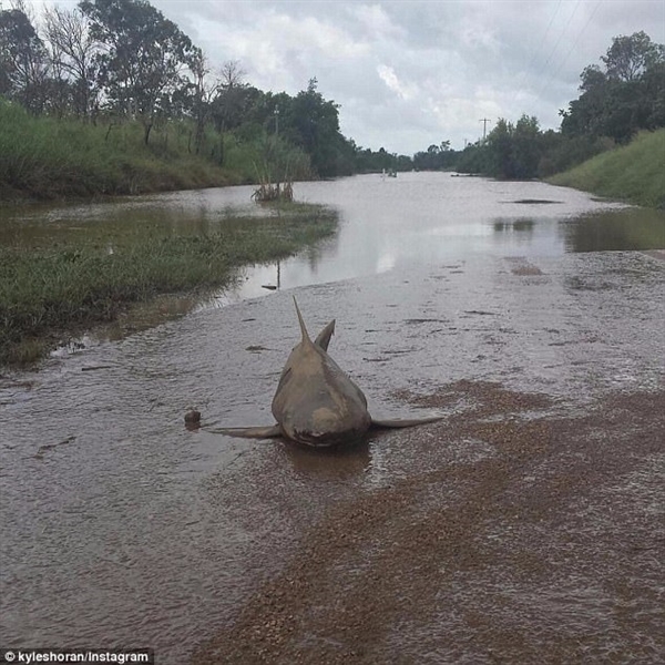 台风过境 澳大利亚停机坪成孤岛、鲨鱼搁浅
