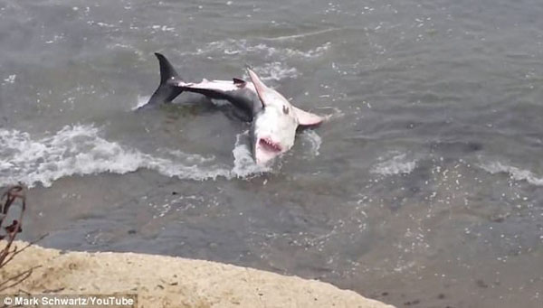 美大白鲨搁浅海滩挣扎死去 疑神经系统受感染