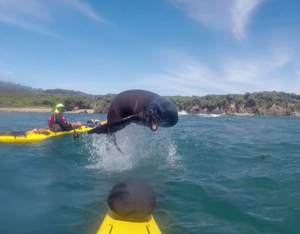 新西兰海狮与划艇男子友好互动 对镜头微笑