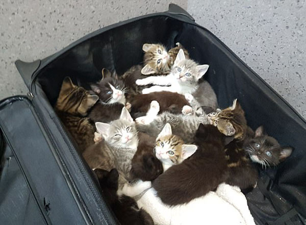 英兽医护士街头废弃行李箱中发现15只猫崽