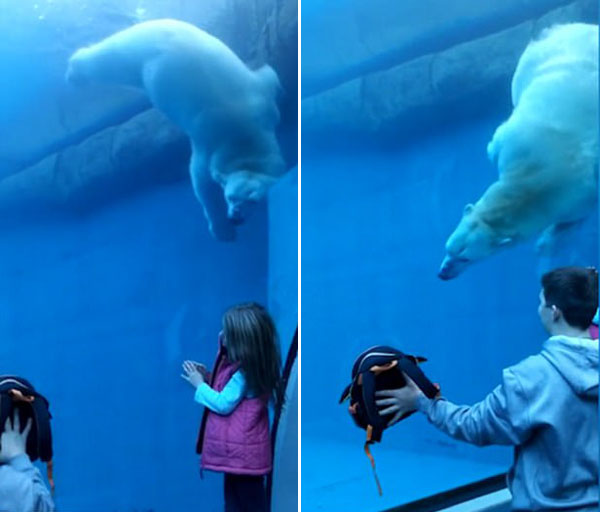 美熊孩子用企鹅背包戏弄北极熊 场面滑稽有趣