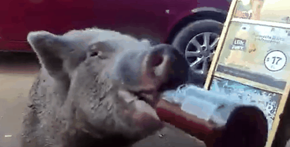 小猪连干三瓶啤酒不醉:画面惊呆路人