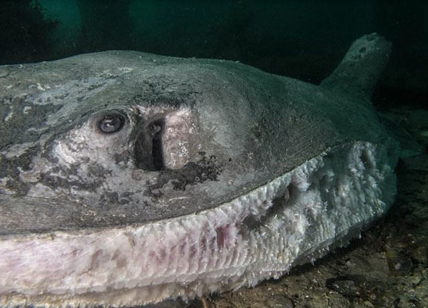 震惊！澳500斤重黄貂鱼被残忍切除胸鳍尾刺