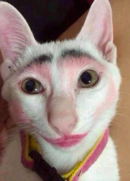 我的主人太会打扮我了图片