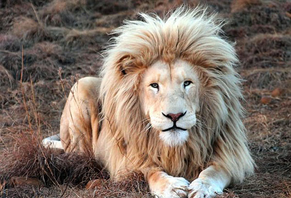 南非白狮镜头前骄傲摆拍炫耀迷人鬃毛