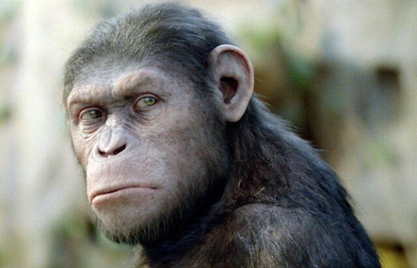 为什么古猿能进化成人 现代的类人猿不行?