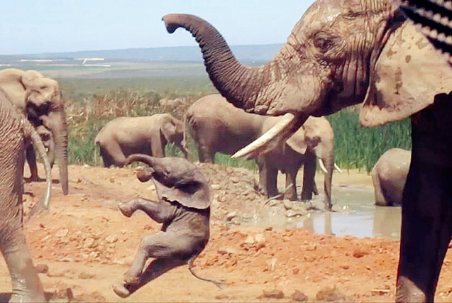 公象求偶秀肌肉 小象惨遭“毒手”被扔飞