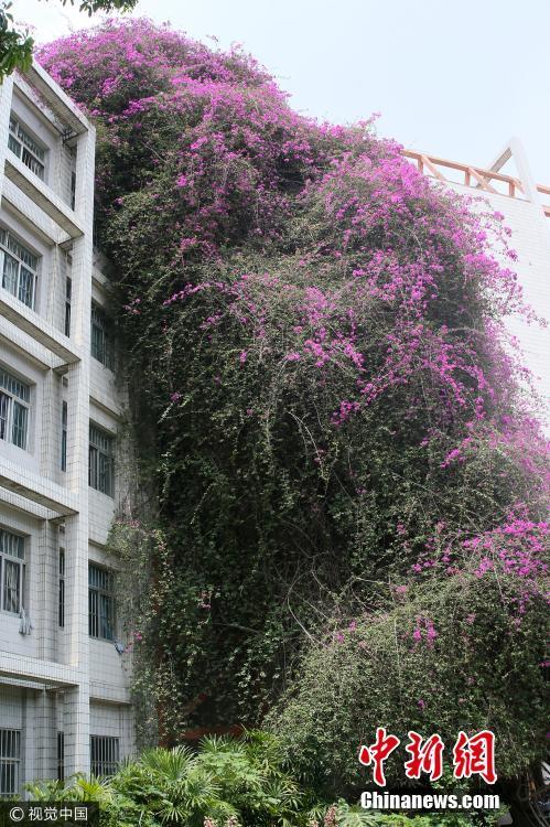 广西大学现巨型鲜花瀑布 24年长30米高[2]