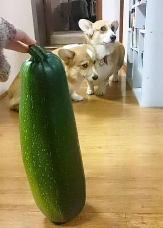 狗狗被吓得胆战心惊图片