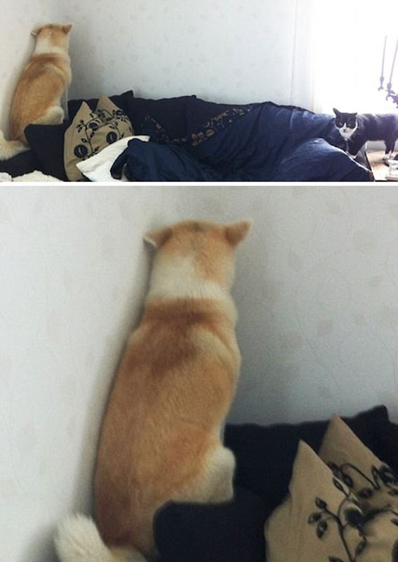 狗狗被吓得胆战心惊图片