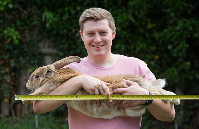 英兔子重量是新生儿三倍 或成世界第一巨兔