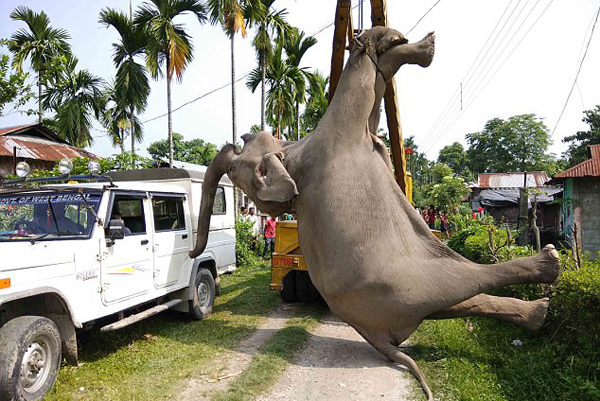 印度一大象欲闯稻田 碰电围栏触电身亡