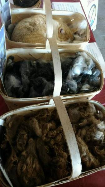 动物们莫名其妙地就乱入了图片