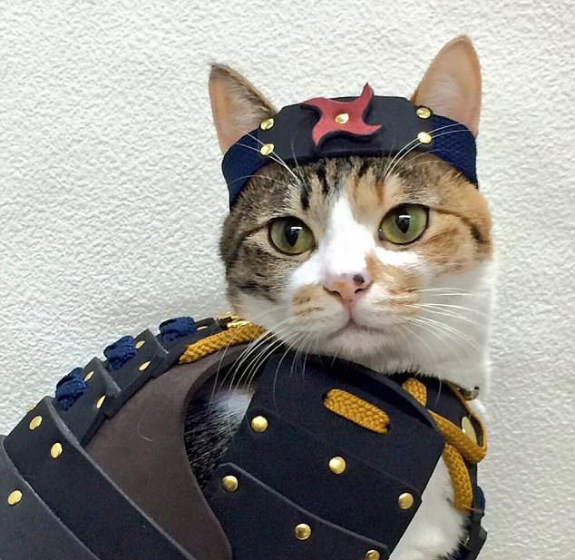 威风凛凛！日本公司给宠物猫狗定做武士服