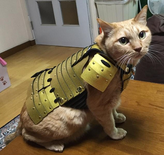 威风凛凛！日本公司给宠物猫狗定做武士服