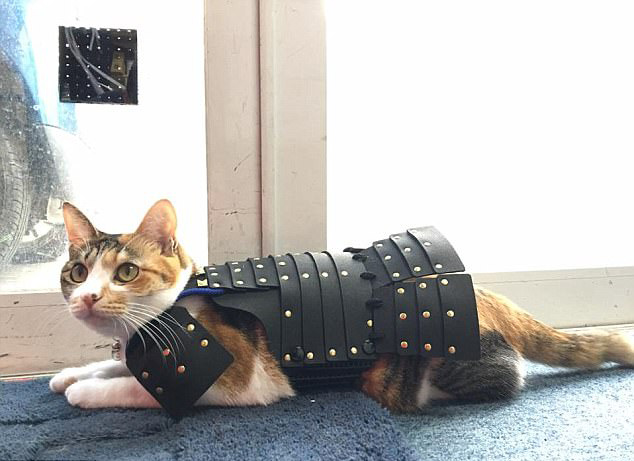 威风凛凛！日本公司给宠物猫狗定做武士服