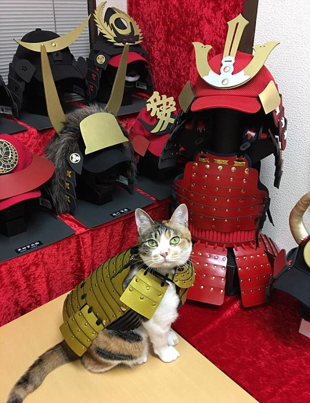 威风凛凛！日本公司给宠物猫狗定做武士服
