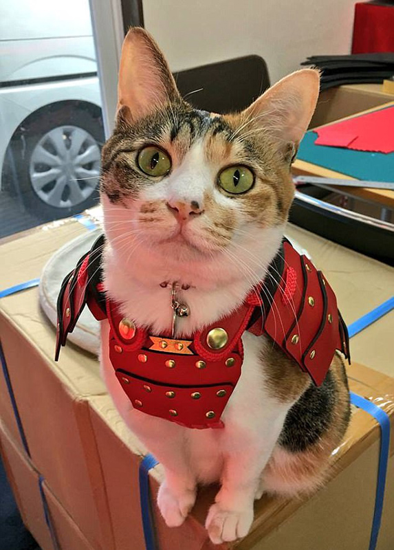 威风凛凛！日本公司给宠物猫狗定做武士服