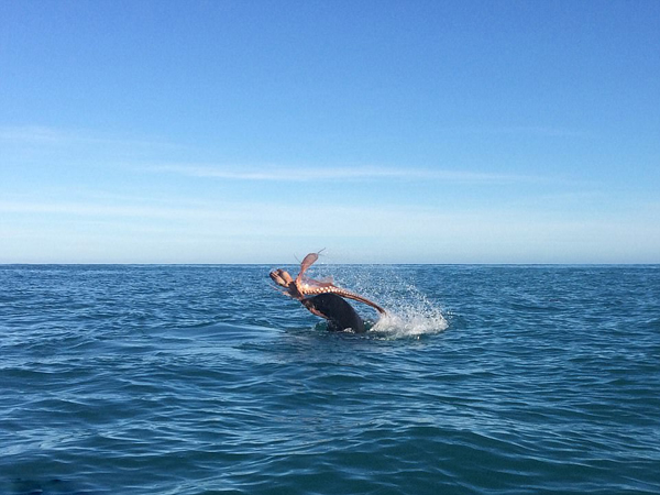 罕见！新西兰海面上演章鱼海豹“恶战”