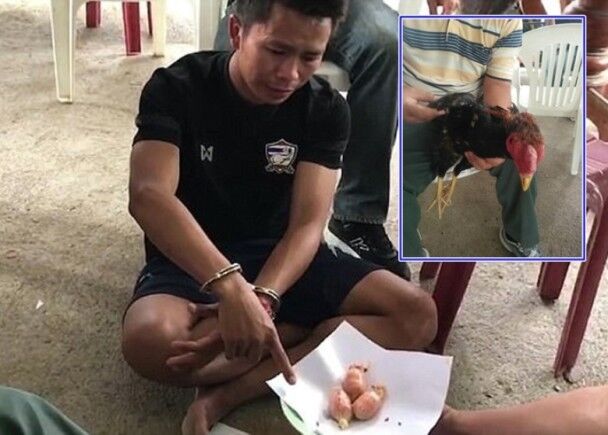 泰国警察勒令毒贩向鸡道歉 因强迫鸡吞1400粒冰毒