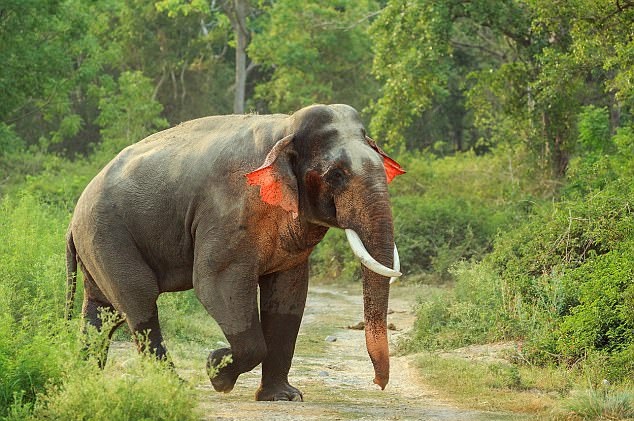 神奇！印度科比特国家公园现红耳大象