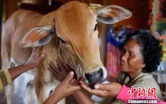 柬埔寨七旬老妪嫁给五月大小牛 称其系丈夫转世