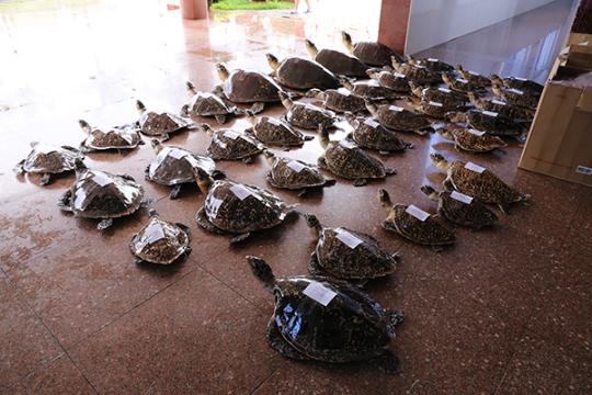 广西边防查获30多只玳瑁标本,用开水烫死系