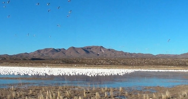 国外自然爱好者抓拍雪雁起飞壮观场景