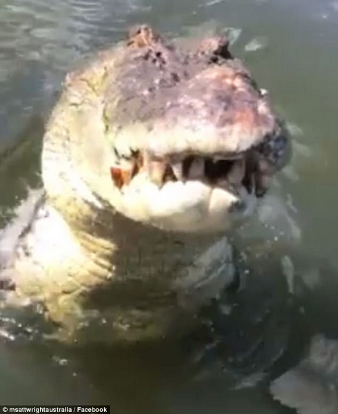 惊魂！澳男子湖中行船时遭鳄鱼突袭险受伤