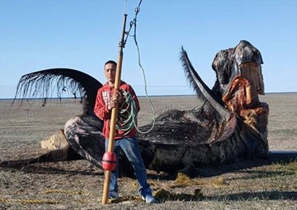 阿拉斯加一男孩因捕杀鲸鱼遭死亡恐吓