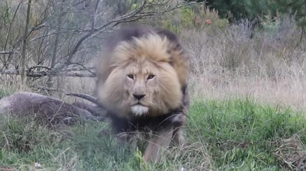 雄狮吃食被打扰 突然冲向围栏吓到游客