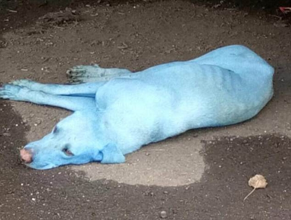 印度孟买已发现5只蓝色流浪狗 疑河水污染导致